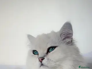 Persian cats Persian Chinchilla male, white with silver tips - Advert 1