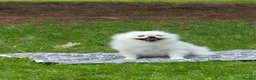 Pomeranian dogs for sale: Pomeranian 5 year old male - Advert 9