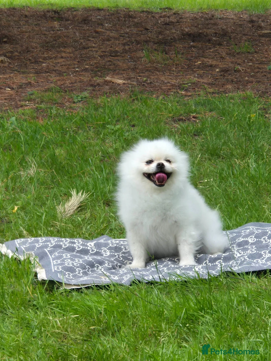 Pomeranian dogs for sale: Pomeranian 5 year old male - Advert 9
