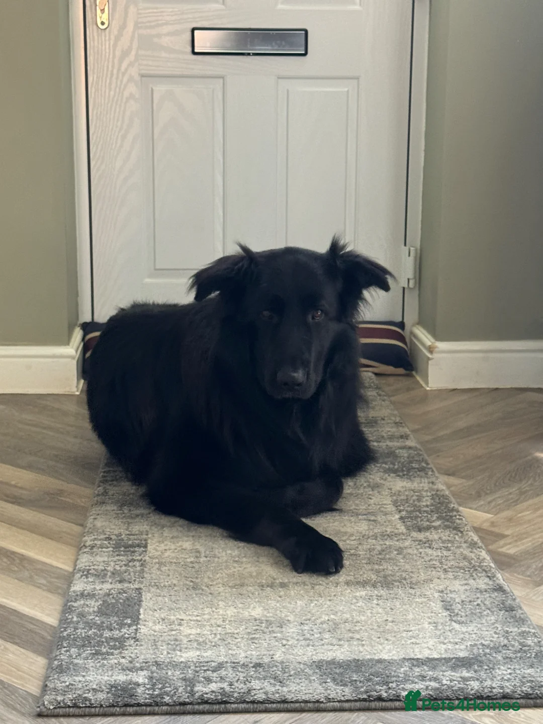 German Shepherd dogs for sale: Black German Shepherd - Advert 1