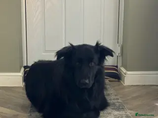 German Shepherd dogs Black German Shepherd - Advert 3