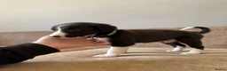 Mixed Breed dogs for sale: LAST BOY- Saluki Greyhound puppies - Advert 8