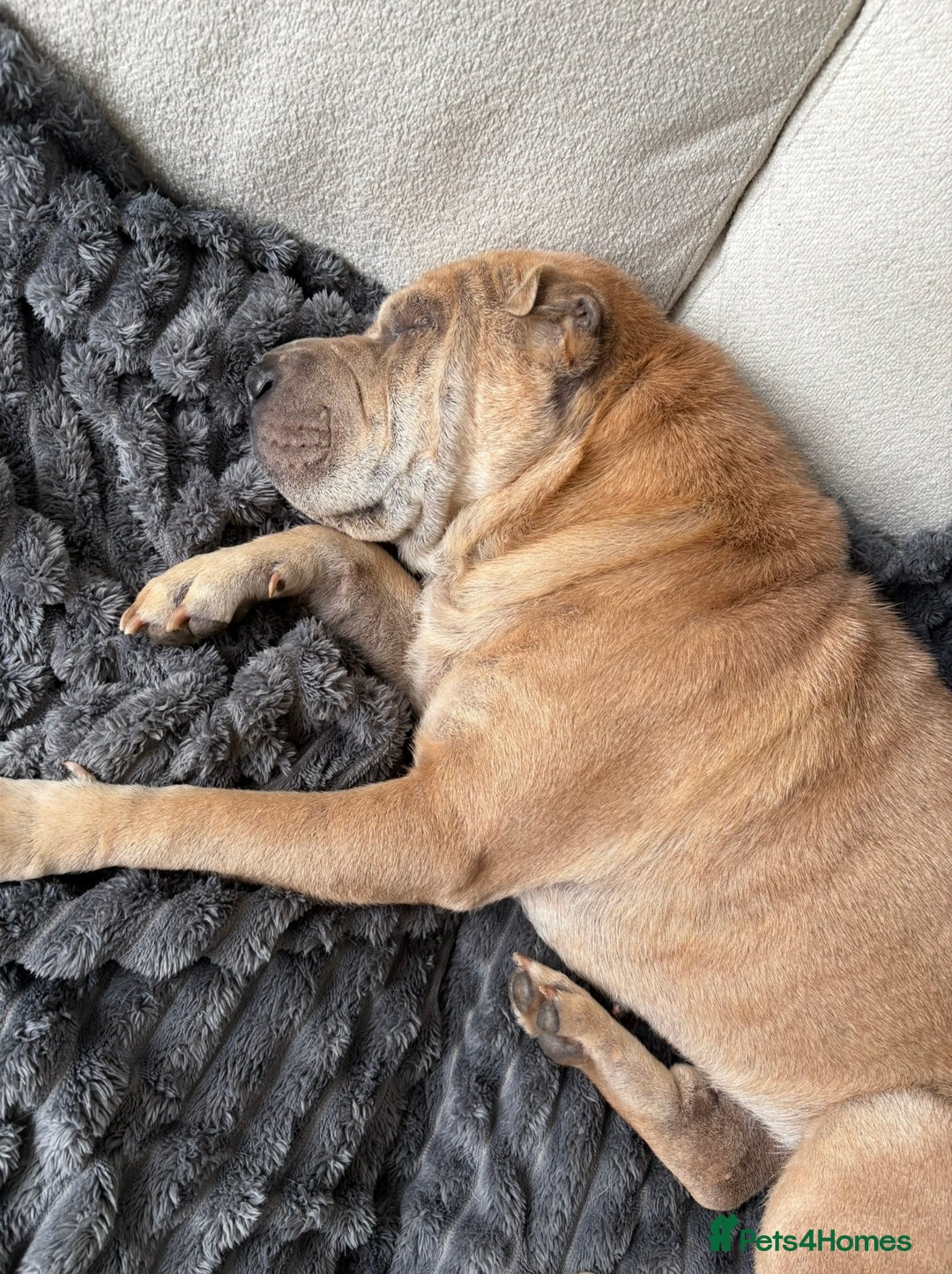 Shar Pei dogs for stud: Looking for a stud! - Advert 6