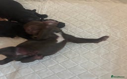 Miniature Poodle dogs for sale: Miniature poodle - Image 7