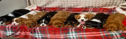 Cavalier King Charles Spaniel dogs for sale: STUNNING CAVALIER KING CHARLES PUPPIES  - Advert 27