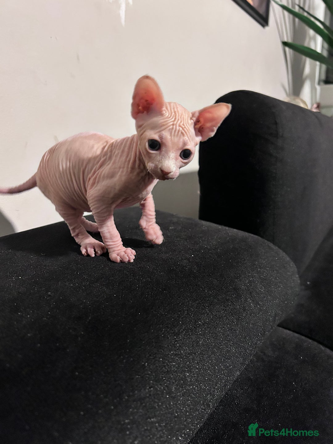 Sphynx cats for sale: Beautiful cats sphynx - Advert 5
