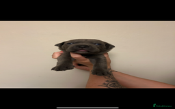 Cane Corso dogs for sale: Cane corso puppies  - Image 10