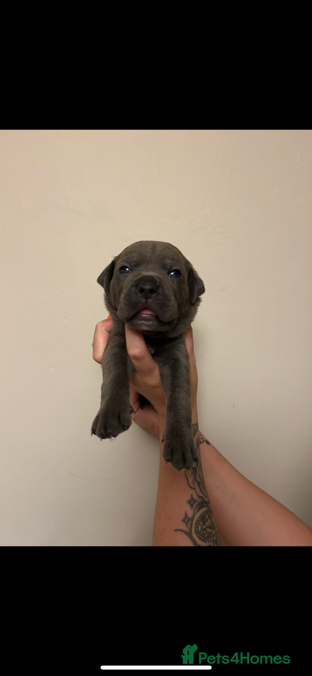 Cane Corso dogs for sale: Cane corso puppies  - Image 10