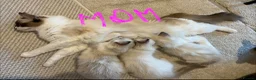 Ragdoll cats for sale: Pure ragdoll 7 weeks old clearance sale London  - Advert 16