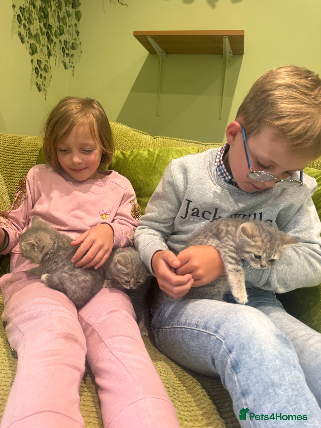 British Shorthair cats for sale: British blue / Scottish striaght kittens  - Image 6