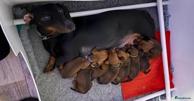 Dachshund dogs - Advert 11