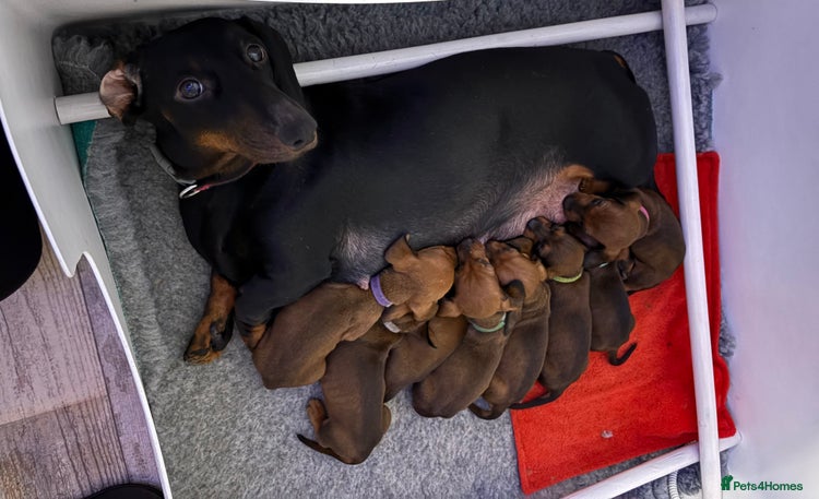 Dachshund dogs - Advert 1