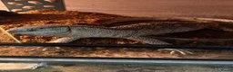 Monitor reptiles for sale: White throat monitor - Advert 8