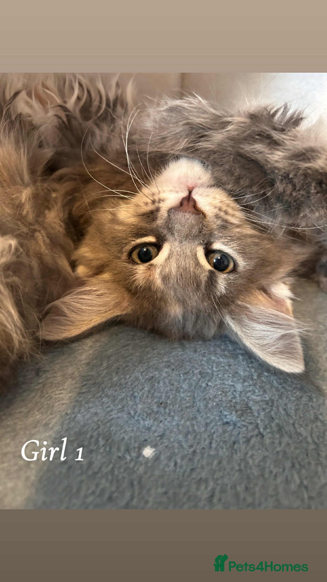 Maine Coon cats for sale: Mainecoon Kittens  - Image 10
