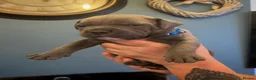 Staffordshire Bull Terrier dogs for sale: Staffordshire Bull Terrier Puppies - Family Raised - Advert 5
