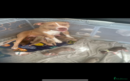 American Bully dogs for sale: Beautiful American Bullies (NOT XL) - Image 1