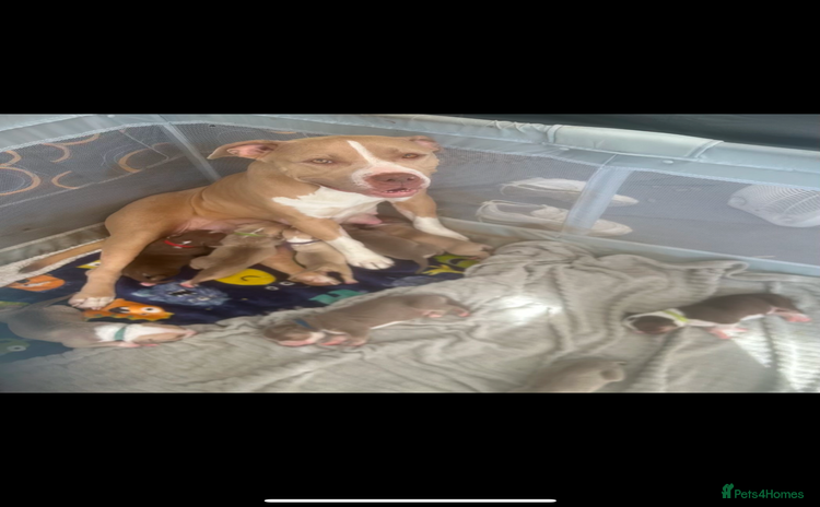 American Bully dogs - Advert 1