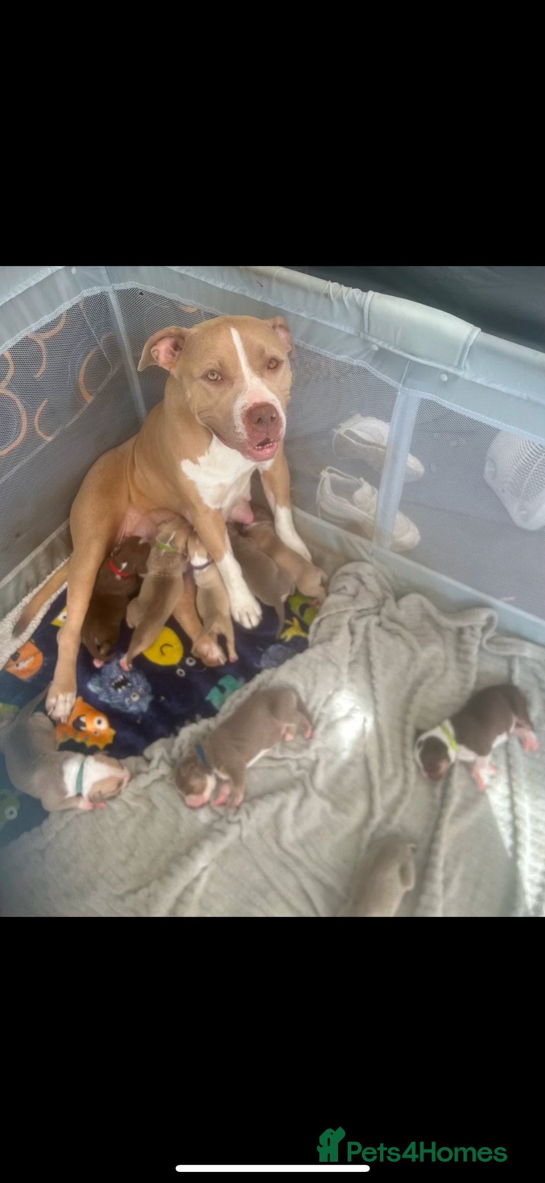 American Bully dogs for sale: Beautiful American Bullies (NOT XL) - Image 1