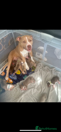 American Bully dogs - Advert 1