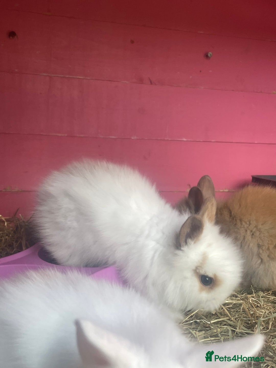 Lionhead rabbits for sale: One male left. Blue eyes. Orange and white - Image 18