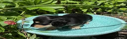 Miniature Dachshund dogs for sale: GORGEOUS KC reg PRA CLEAR MINI DACHSHUND PUPPIES in Swansea - Advert 10