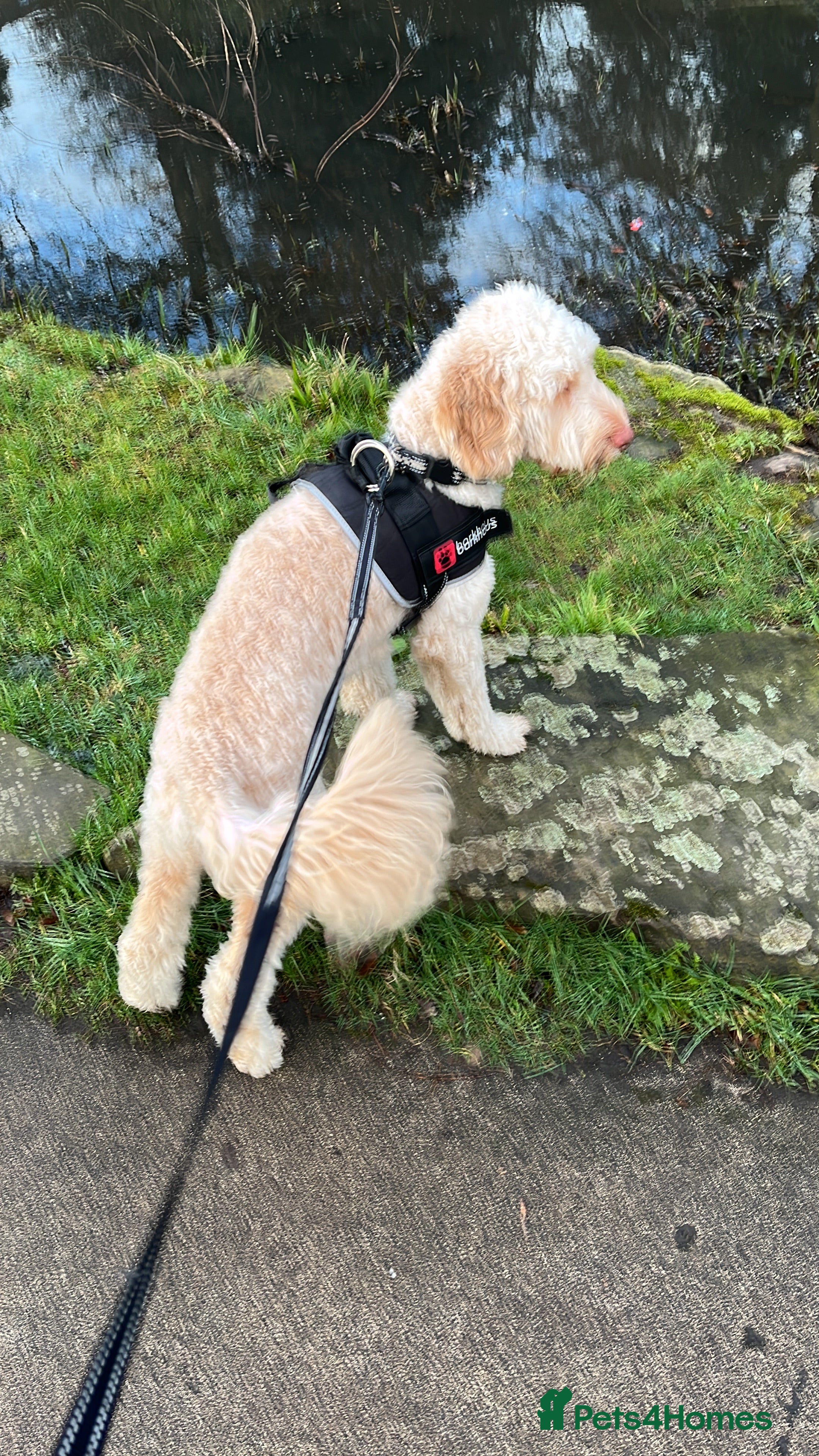 Cockapoo dogs Cockapoo. - Advert 2