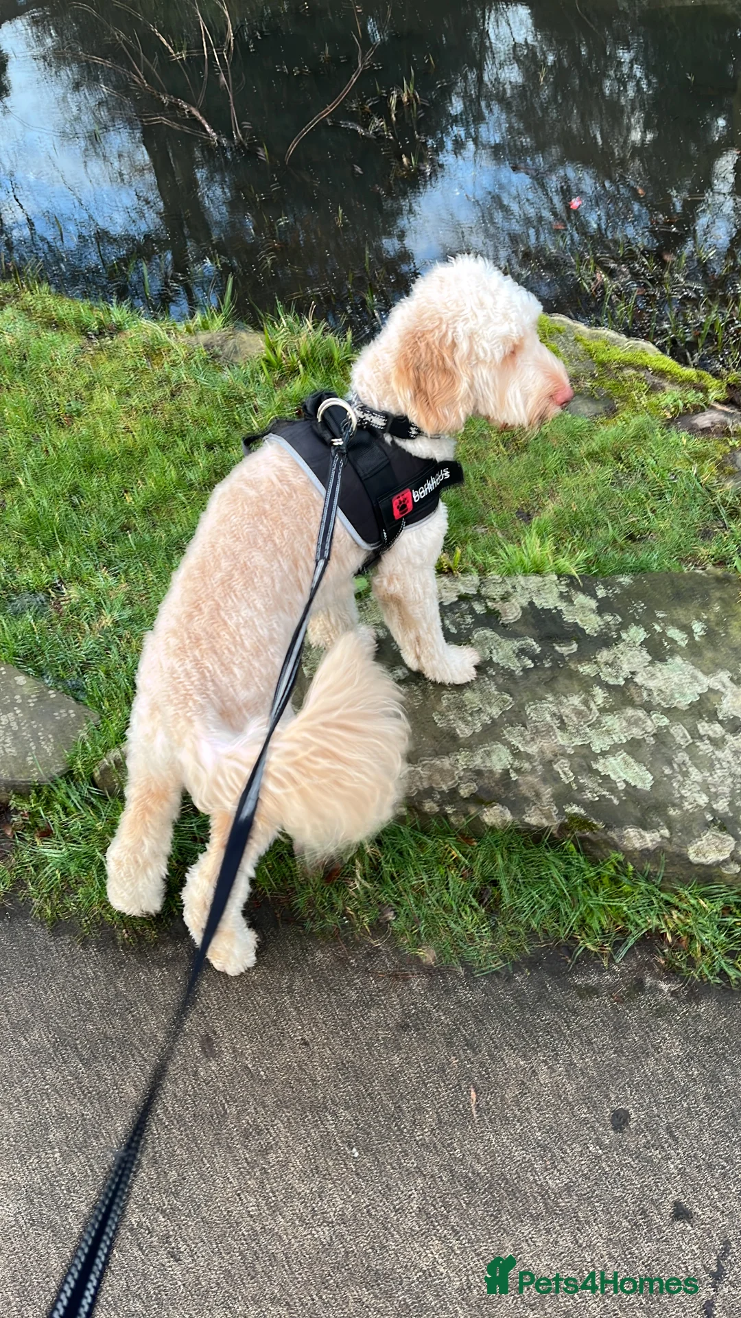 Cockapoo dogs for sale: Cockapoo. - Advert 1