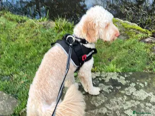 Cockapoo dogs Cockapoo. - Advert 2