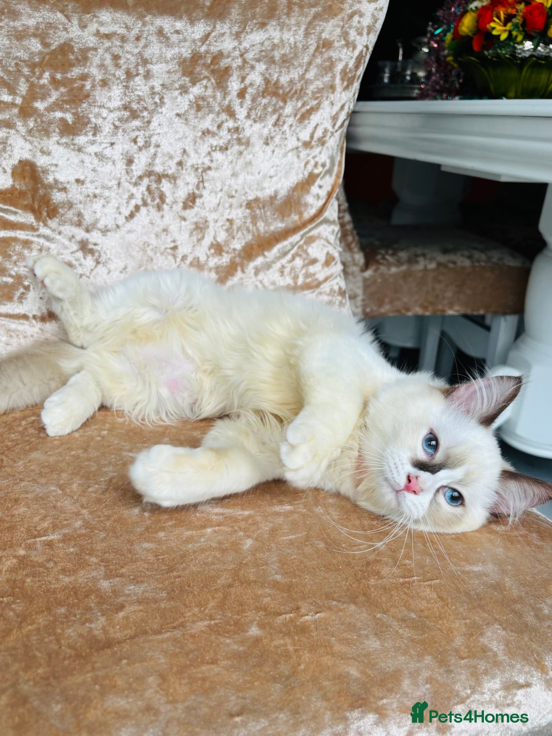 Ragdoll cats for sale: Beautiful ragdoll kittens  - Advert 3