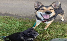 Mixed Breed dogs for sale: German Shephard x Collie - Image 6