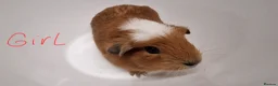 Guinea Pig rodents for sale: California x male and female Guinea pig babies  - Advert 25
