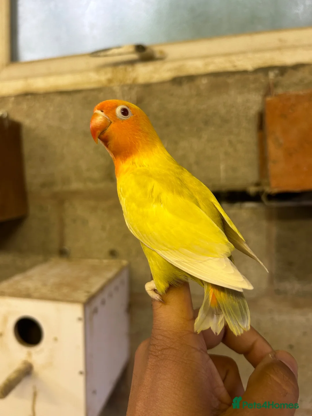 Lovebirds birds for sale: Adorable Lovebirds available in Birmingham - Advert 12