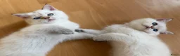 British Shorthair cats for sale: Looking for a new home!!!! Ready to collect  - Advert 3
