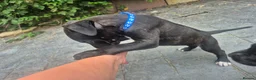 Presa Canario dogs for sale: Presa Canario Puppies ♥️  - Advert 20