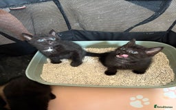Mixed Breed cats for sale: Kittens ready for new home now  - Image 9