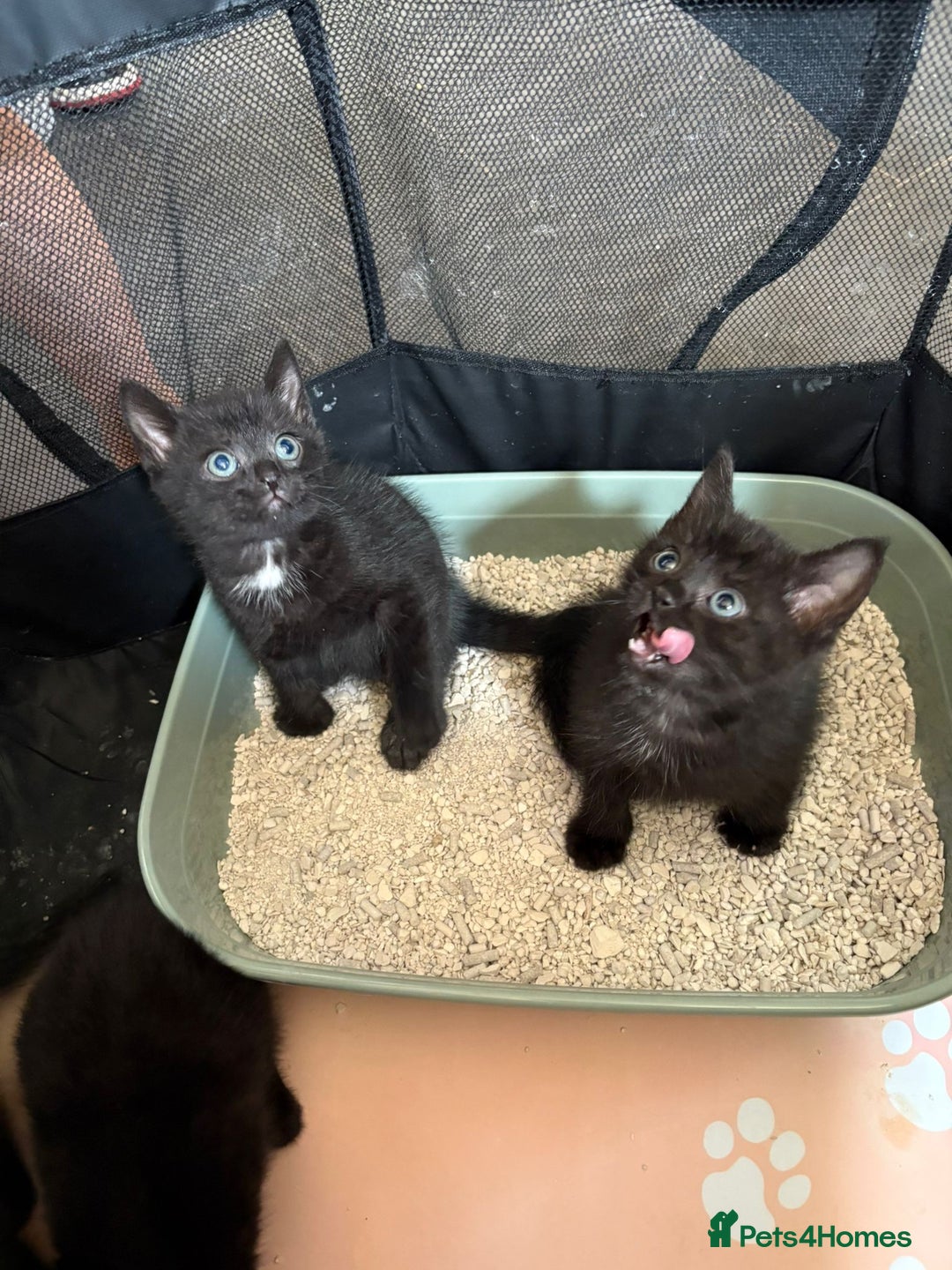 Mixed Breed cats for sale: Kittens ready for new home now  - Image 9