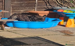 French Bulldog dogs for sale: 2 dogs needing there forever home  - Image 3