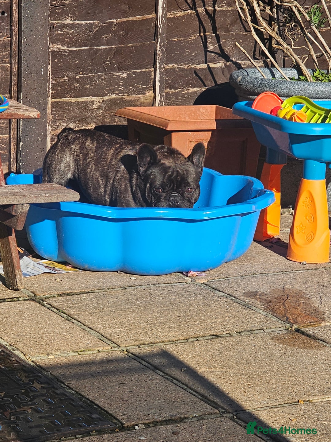 French Bulldog dogs for sale: 2 dogs needing there forever home  - Image 3