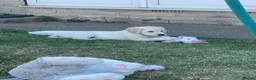 Golden Retriever dogs for sale: 7 Beautiful Golden retriever puppies  - Advert 8