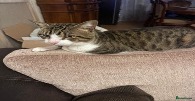 Mixed Breed cats Free, friendly well behaved Cat - Advert 4