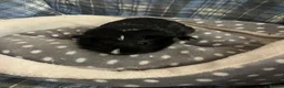 Guinea Pig rodents for sale: Lots of lovely baby guinea pigs for sale - Advert 9