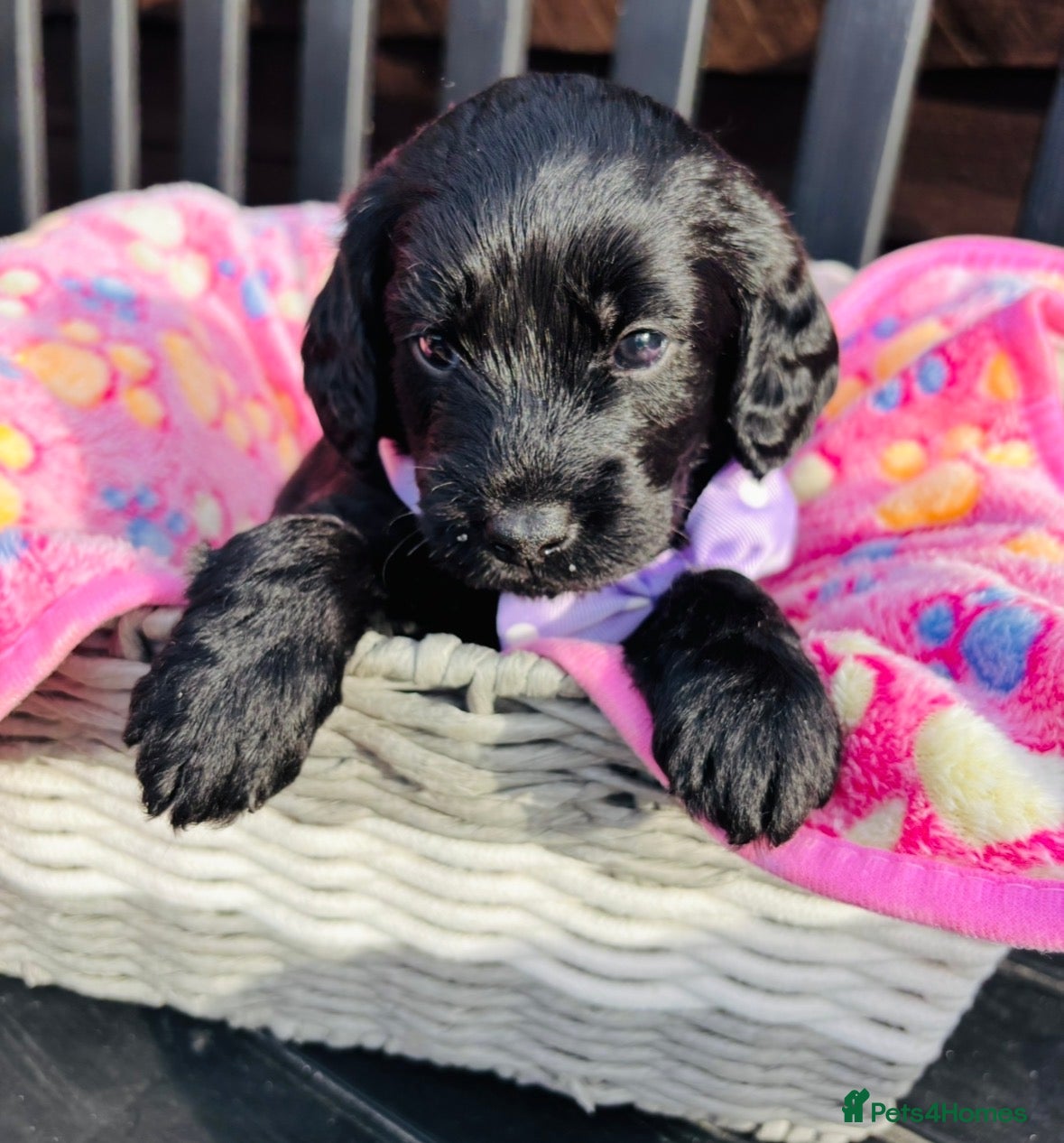 Labradoodle dogs 🐶 Beautiful Toy Labradoodles for sale 🐶  - Advert 8