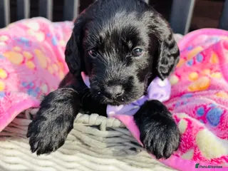 Labradoodle dogs 🐶 Beautiful Toy Labradoodles for sale 🐶 - Advert 8