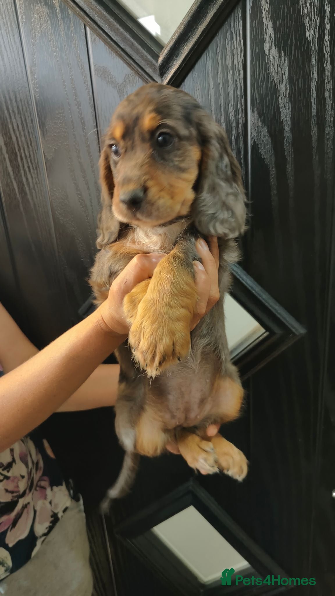 Cocker Spaniel dogs Tri colour show type cocker spaniel pups - Advert 2