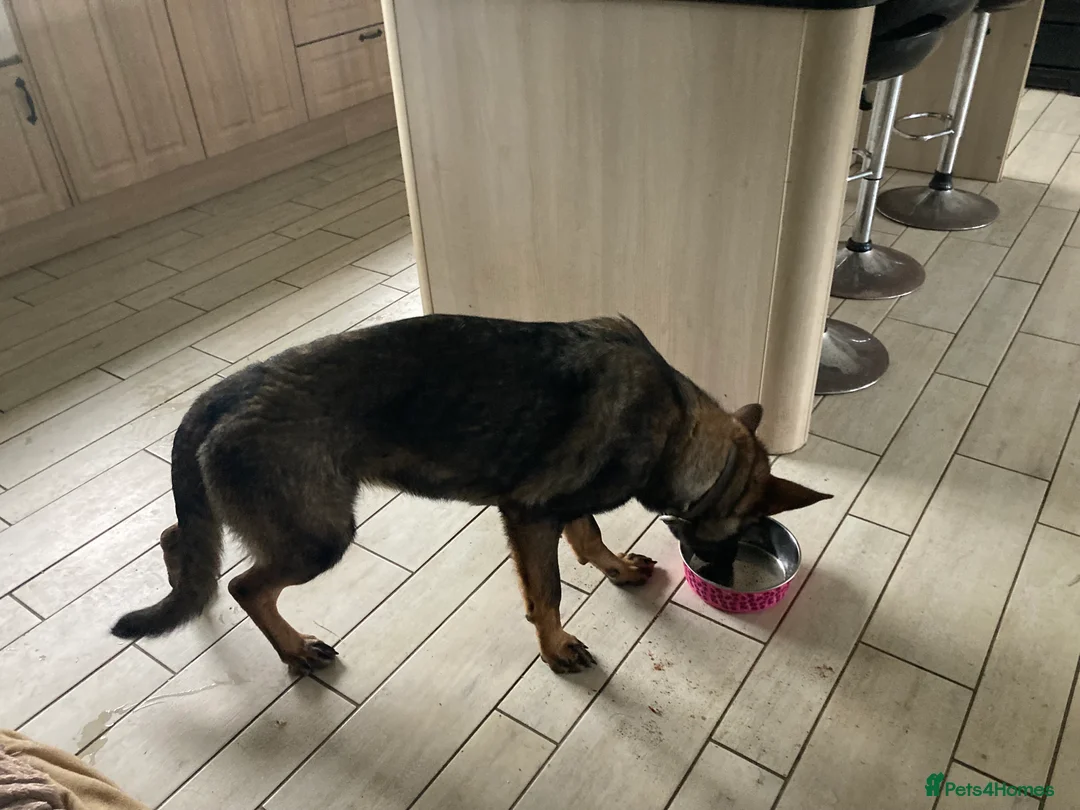 German Shepherd dogs for sale: Maggie - Advert 2