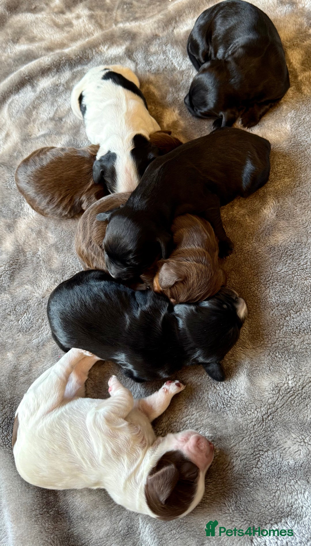 Cocker Spaniel dogs for sale: 7 cocker spaniel puppies for sale  - Advert 2