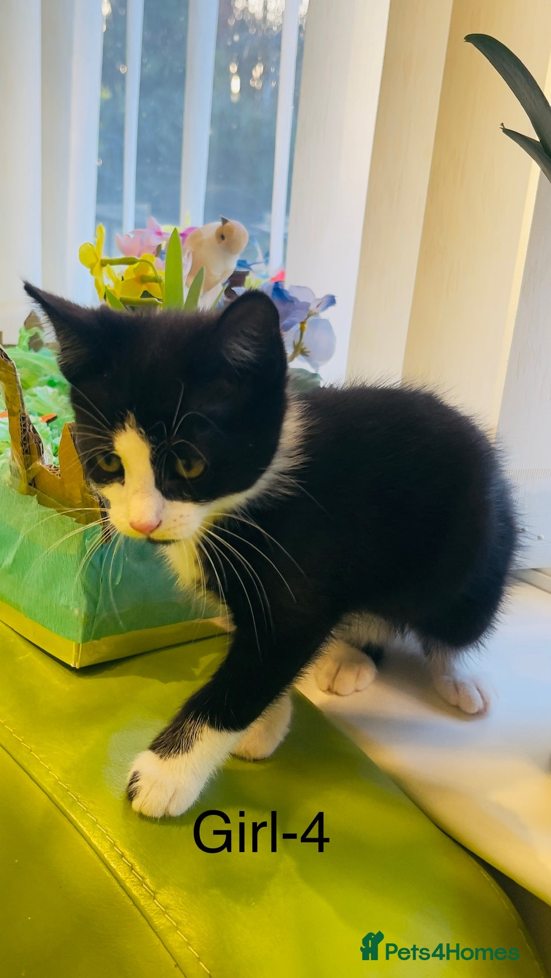 Mixed Breed cats for sale: Wonderful ,healthy clever village Kittens for sale - Advert 25