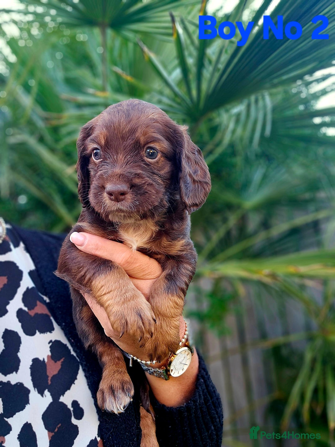 Cocker Spaniel dogs for sale: Cocker Spaniels - Image 9