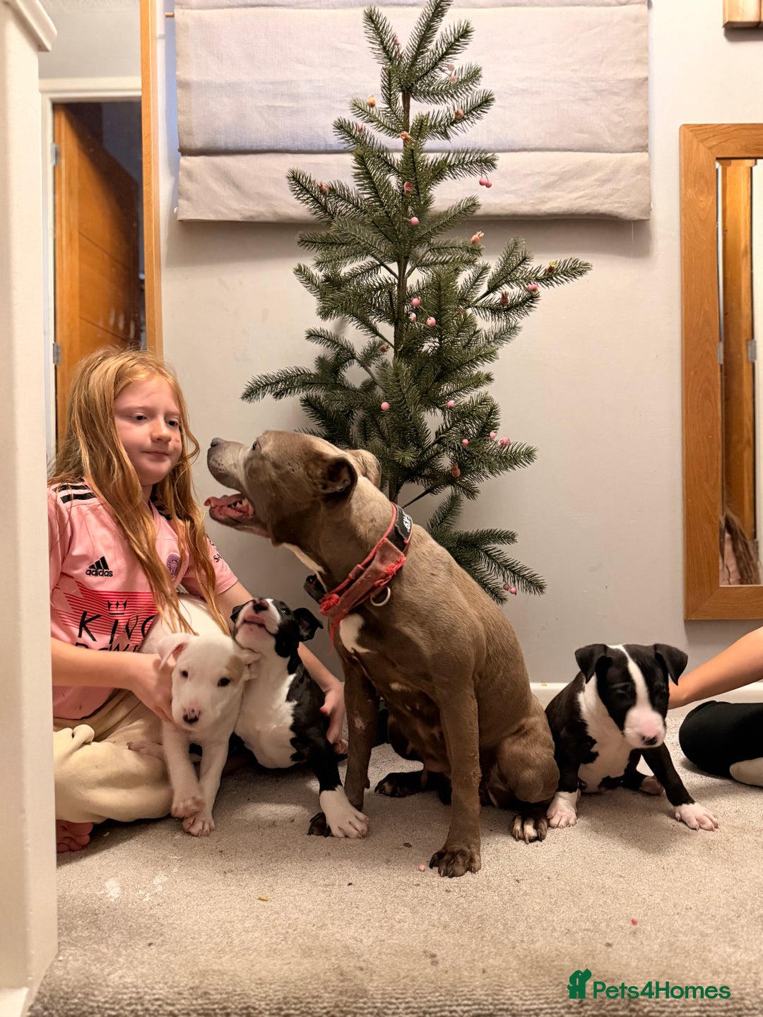 Mixed Breed dogs for sale: Staffordshire Bullterrier cross bullterrier - Advert 9