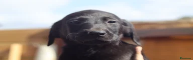 Labrador Retriever 6